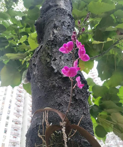 树树兰栽培，轻松上手，花开满园