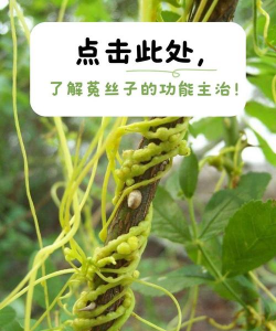 桑椹树病虫防治方法，常见问题解析，实用应对技巧