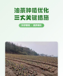 桑椹树病虫防治方法，常见问题解析，实用应对技巧