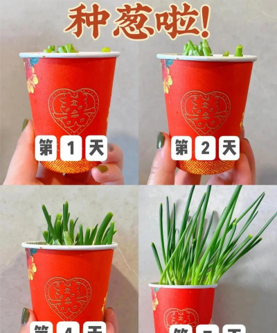 桑椹树病虫防治方法，常见问题解析，实用应对技巧