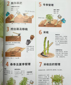 桑椹树病虫防治方法，常见问题解析，实用应对技巧