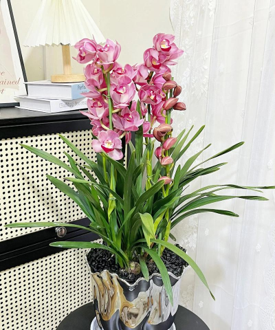 桑椹树病虫防治方法，常见问题解析，实用应对技巧