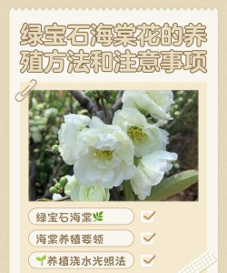 桑椹树病虫防治方法，常见问题解析，实用应对技巧