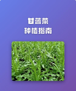 桑椹树病虫防治方法，常见问题解析，实用应对技巧
