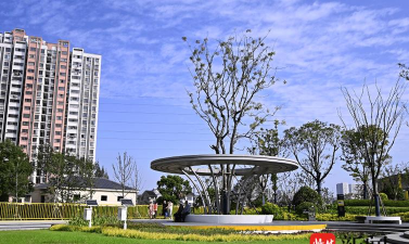 桑椹树病虫防治方法，常见问题解析，实用应对技巧