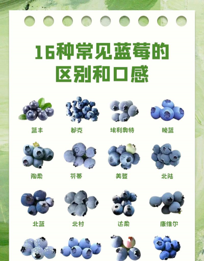 蓝莓的栽培，选对品种，掌握技巧