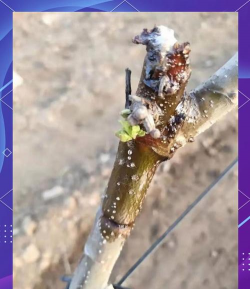 栗树病害防治，识别常见问题，掌握应对方法