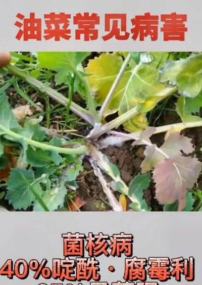 桑椹树病虫防治方法，常见问题解析，实用应对技巧