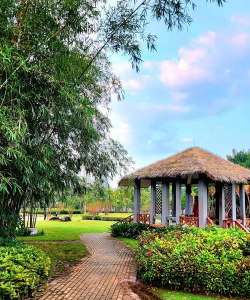 桑椹树病虫防治方法，常见问题解析，实用应对技巧