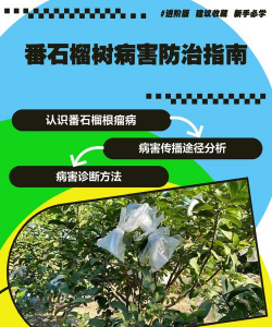 桑椹树病虫防治方法，常见问题解析，实用应对技巧