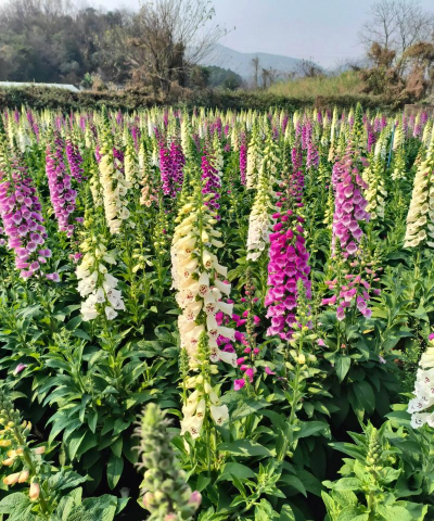 毛地黄什么季节栽种