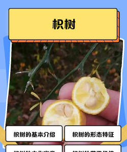 沉香树病害防治方法，识别常见病害，掌握有效应对措施