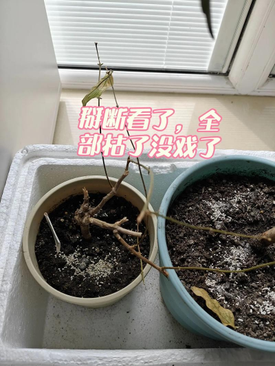 桑椹树病虫防治方法，常见问题解析，实用应对技巧