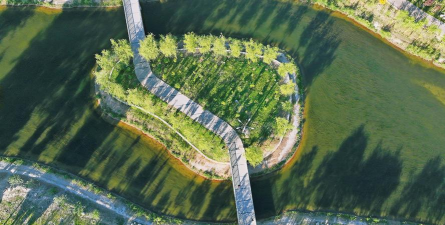 桑椹树病虫防治方法，常见问题解析，实用应对技巧