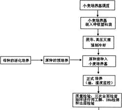桑椹树病虫防治方法，常见问题解析，实用应对技巧