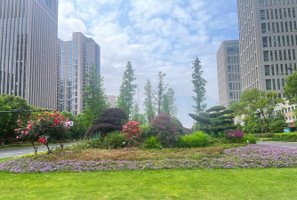 沉香树病害防治方法，识别常见病害，掌握有效应对措施