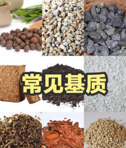 沉香树病害防治方法，识别常见病害，掌握有效应对措施