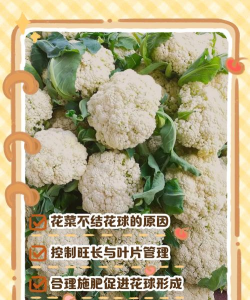 沉香树病害防治方法，识别常见病害，掌握有效应对措施