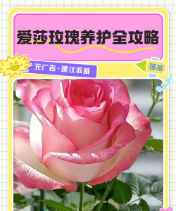 艾莎玫瑰花怎么养开,掌握关键技巧,轻松绽放 艾莎玫瑰花怎么养开,掌握关键技巧,轻松绽放