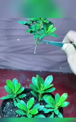 沉香树病害防治方法，识别常见病害，掌握有效应对措施