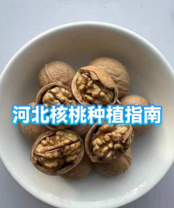 沉香树病害防治方法，识别常见病害，掌握有效应对措施