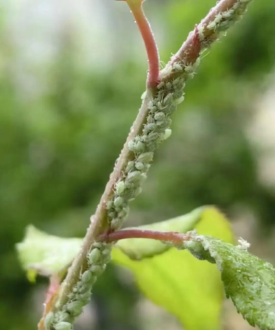 沉香树病害防治方法，识别常见病害，掌握有效应对措施