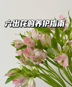 沉香树病害防治方法，识别常见病害，掌握有效应对措施