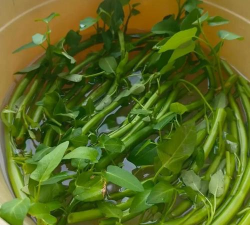 珍珠岩栽培，提升植物生长，改善土壤环境