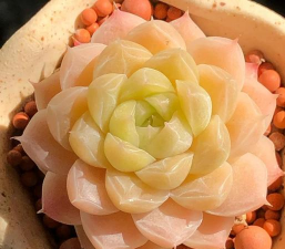 珍珠岩栽培，提升植物生长，改善土壤环境