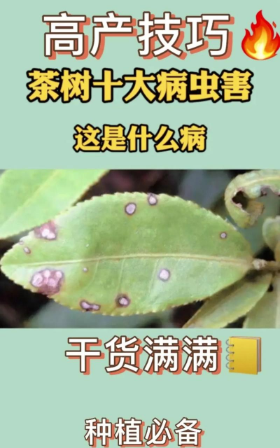 茶籽树防治,常见虫害识别,有效应对方法 茶籽树防治,常见虫害识别,有效应对方法