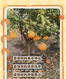 香泡树防治,常见问题解析,实用应对方法 香泡树防治,常见问题解析,实用应对方法