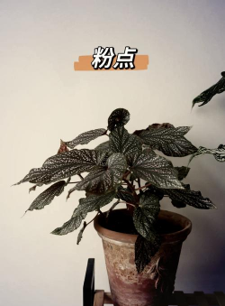 紫叶秋海棠花怎么养,掌握关键技巧,轻松养出好状态 紫叶秋海棠花怎么养,掌握关键技巧,轻松养出好状态