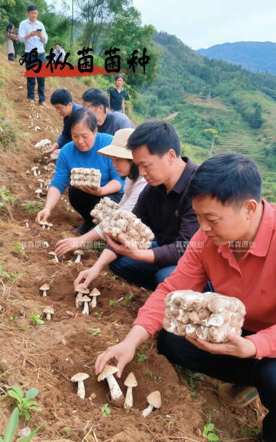 鸡枞菌人工栽培技术,掌握核心要点,实现稳定产出 鸡枞菌人工栽培技术,掌握核心要点,实现稳定产出