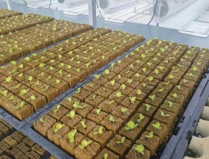 南瓜树病害防治，识别常见问题，掌握应对方法