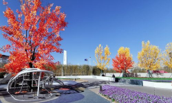 南瓜树病害防治，识别常见问题，掌握应对方法