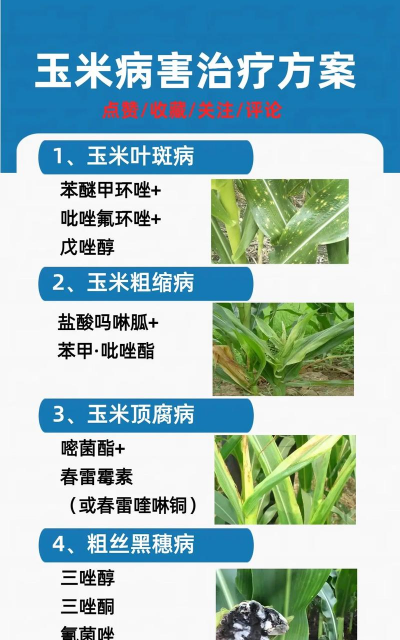 南瓜树病害防治，识别常见问题，掌握应对方法