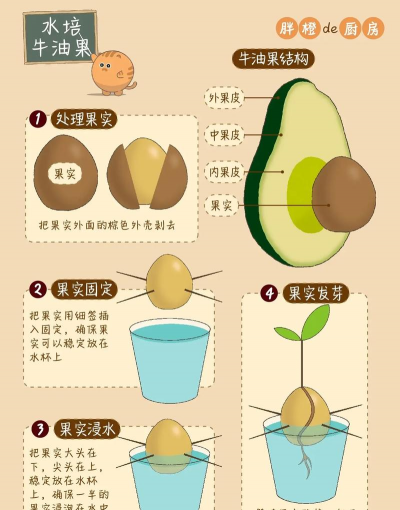 树腐烂病防治，识别早期症状，掌握有效方法