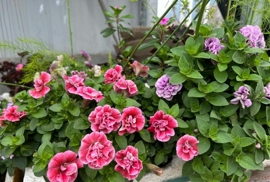 重瓣矮牵牛花怎么养，掌握关键技巧，轻松爆盆开花