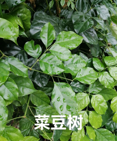 菜豆树病害防治，常见问题识别，有效处理方法