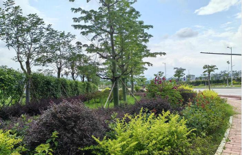 树腐烂病防治，识别早期症状，掌握有效方法