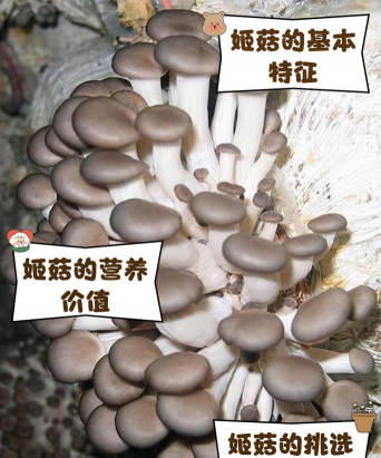 树腐烂病防治，识别早期症状，掌握有效方法