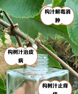 树腐烂病防治，识别早期症状，掌握有效方法