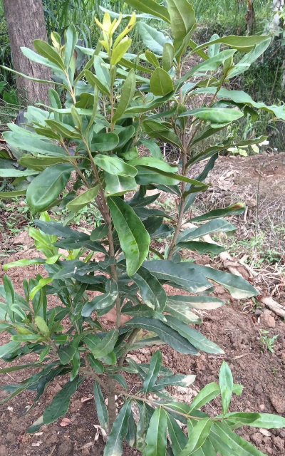 道路绿化设计要求，提升城市形象，改善出行体验