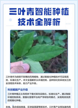 道路绿化设计要求，提升城市形象，改善出行体验