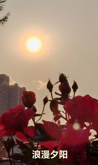 道路绿化设计要求，提升城市形象，改善出行体验