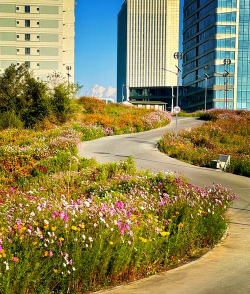 道路绿化设计要求，提升城市形象，改善出行体验