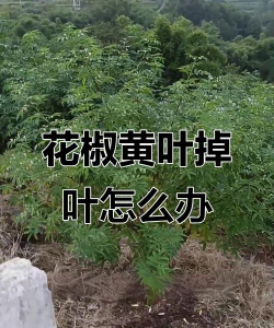 道路绿化设计要求，提升城市形象，改善出行体验