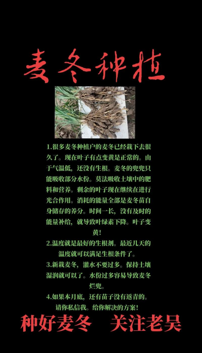 送的玫瑰花怎么养，延长花期技巧，新手也能轻松上手