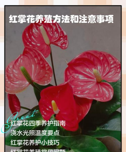 甜玉米栽培技术要点，选种育苗，田间管理