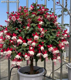 灯笼花倒挂金钟怎么养，掌握关键技巧，轻松养出好状态